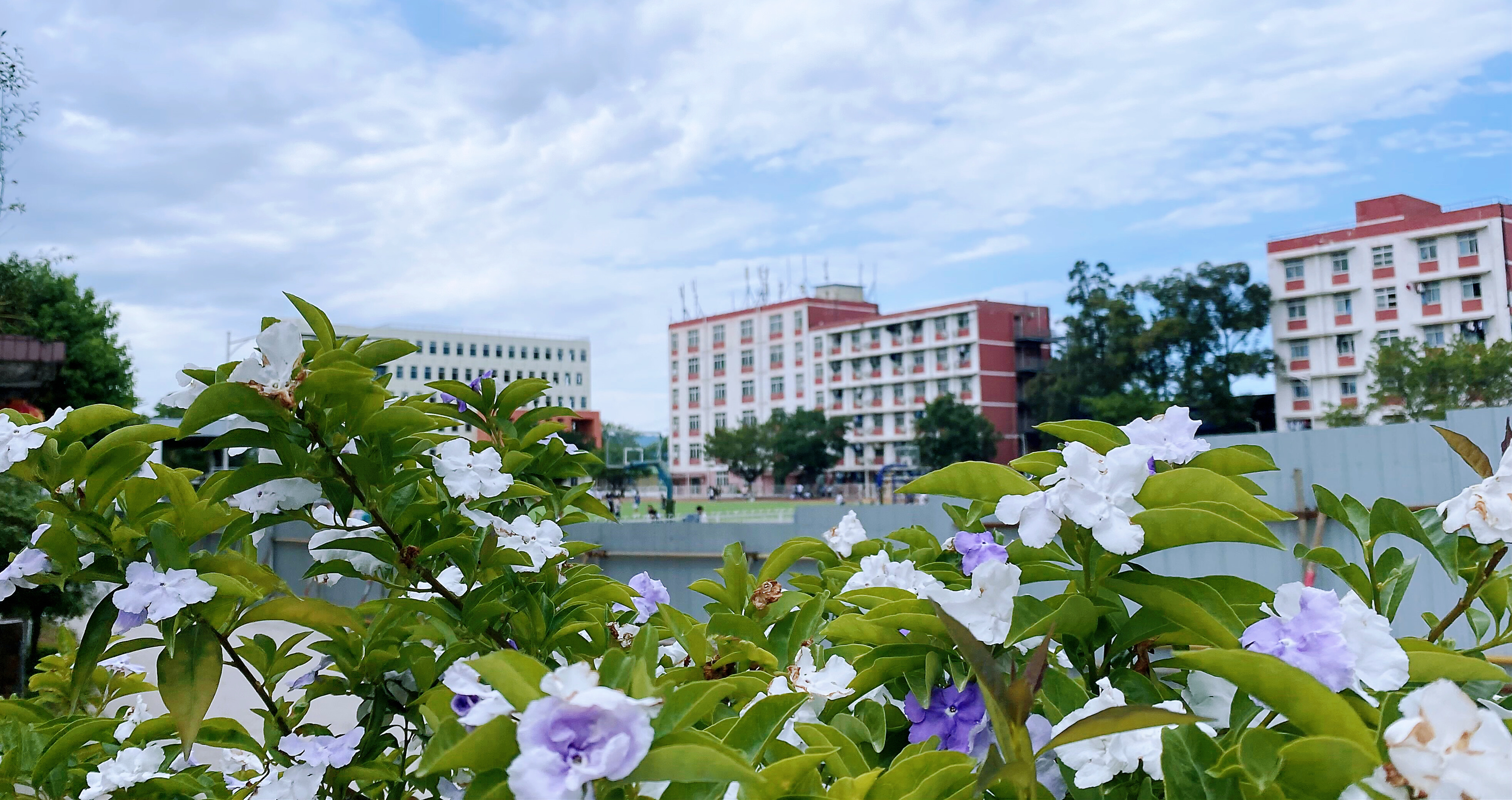 花开满院